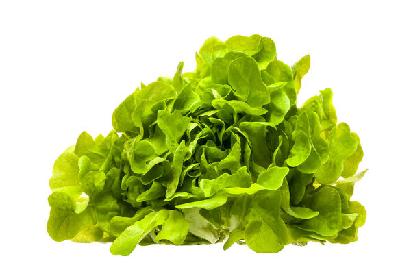 Fresh lettuce leaves isolated on a white background. The concept of diet, vegetarian and healthy eating. Close-up.
