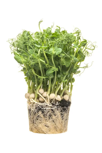 Bakterien Microgreens Isolerad Vit Bakgrund Närbild — Stockfoto