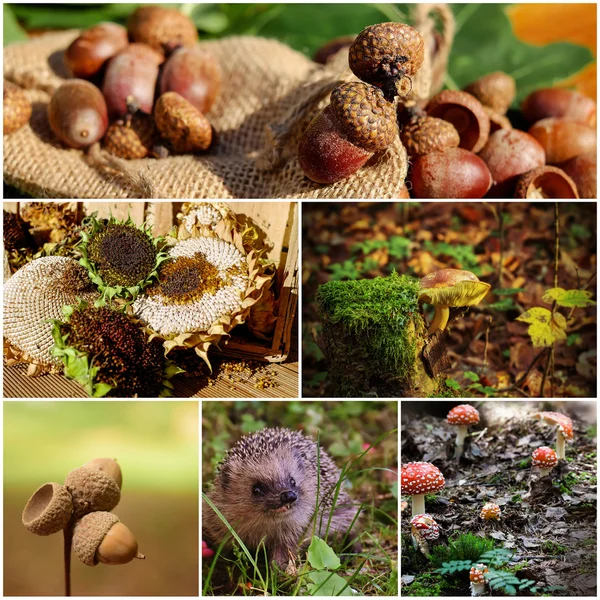 Herfst collage in het bos — Stock Photo, Image