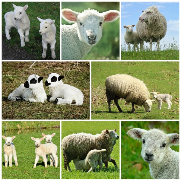 Cordero collage de ovejas Imágenes De Stock Sin Royalties Gratis