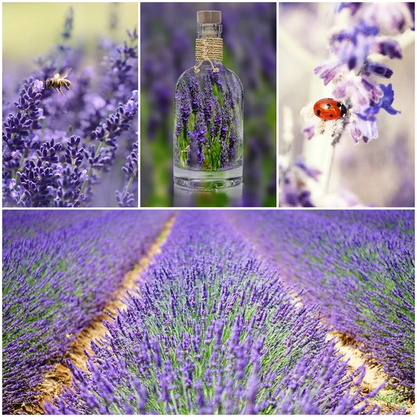 Lavendel Collage lila Stockfoto