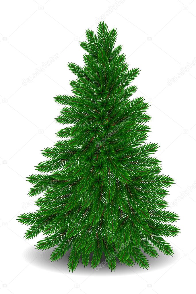 Realistic undecorated Christmas tree isolated on a white background.