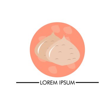 Fruit Yam fasülyesi, jicama vektör illüstrasyonu.