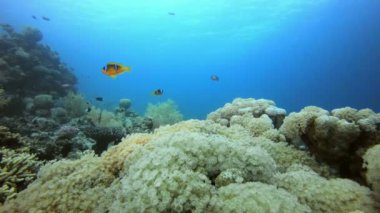 Palyaço balığı ve Yumuşak Mercan