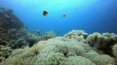 Palyaço balığı ve Bahçe