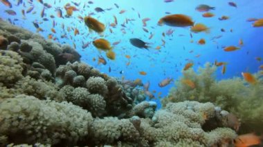 Güzel tropikal mercan Bahçesi