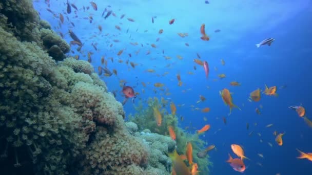 Hermosa vida submarina colorida — Vídeo de stock