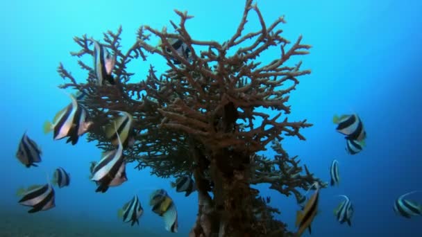 Buntes Banner Fische und Korallen — Stockvideo