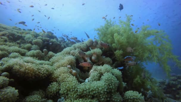 Coloridos arrecifes de coral tropical — Vídeos de Stock