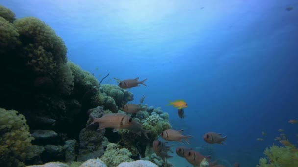 珊瑚礁海洋生物 — 图库视频影像