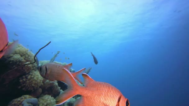 Capa marinha subaquática colorida — Vídeo de Stock