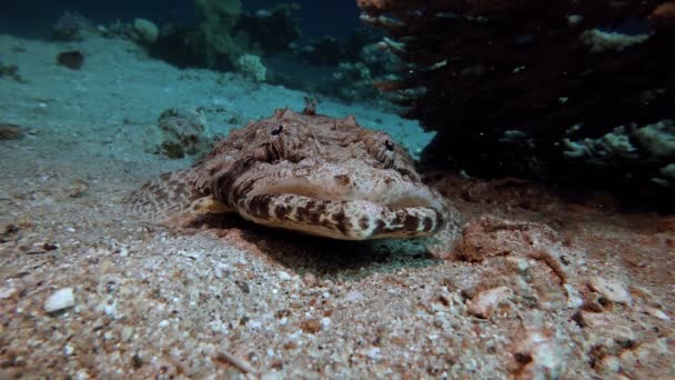 Krokodil fisk Röda havet — Stockvideo
