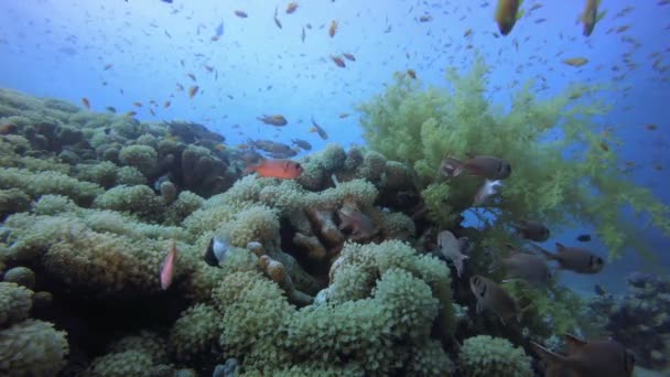 Scena del corallo della barriera corallina — Video Stock