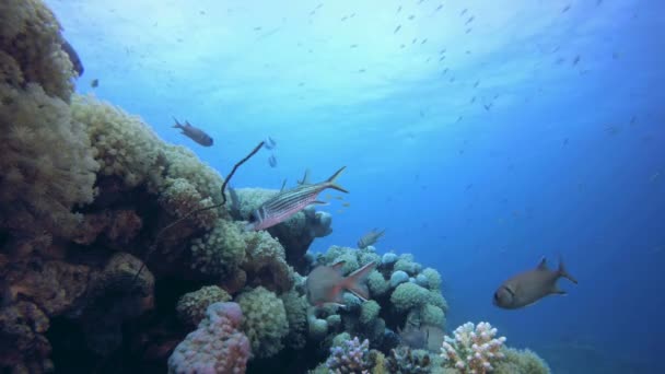 Rafa koralowa scena — Wideo stockowe