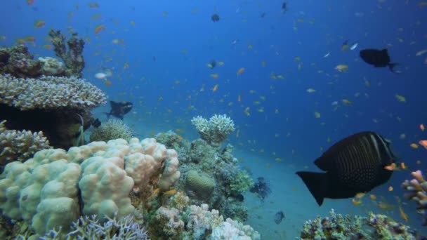 Paysage marin sous-marin coloré tropical — Video