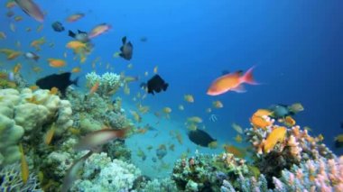 Sualtı Sahnesi Deniz Yaşamı