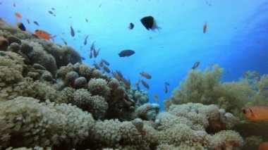 Sualtı Sahnesi Deniz Yaşamı