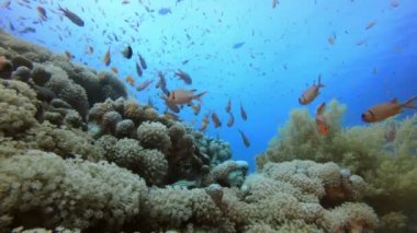 Sualtı Tropikal Deniz Manzarası