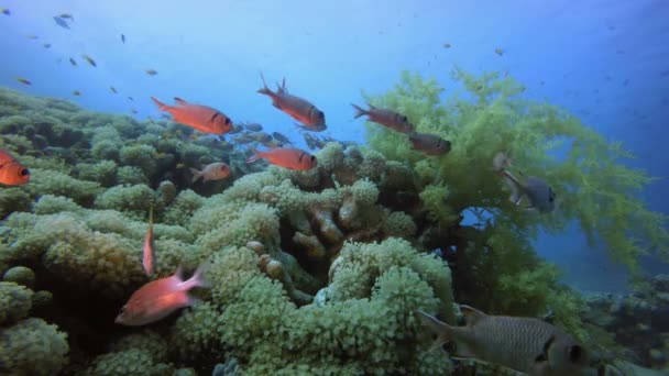 Barriera corallina tropicale — Video Stock