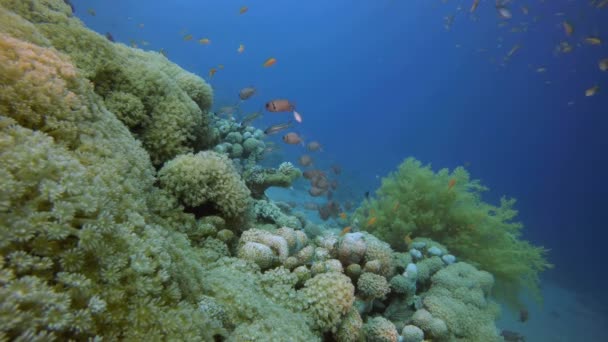 Undervattens färgstarka landskap — Stockvideo