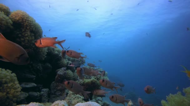 Undervattens färgstarka landskap — Stockvideo