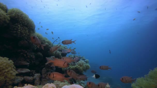 Υποβρύχια σκηνή θαλάσσια ζωή — Αρχείο Βίντεο
