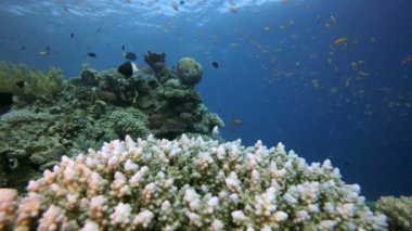 Sualtı Sahnesi Deniz Yaşamı