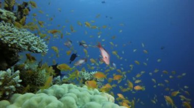 Sualtı Portakal Balığı