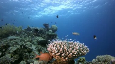 Sualtı Resifi Mercan Sahnesi