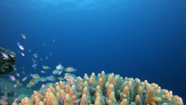 Podvodní Seascape Blue Green Fish — Stock video