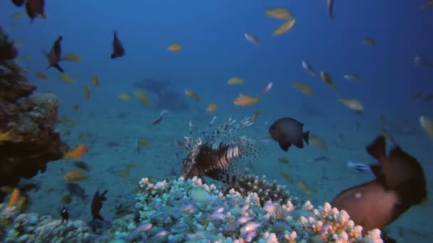 Recifes coloridos tropicais subaquáticos — Vídeo de Stock