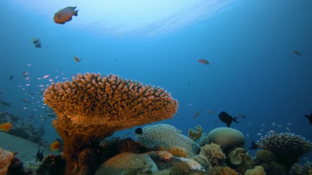 Cena subaquática Marine World — Vídeo de Stock