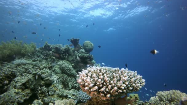 Víz alatti jelenet tengeri élet — Stock videók