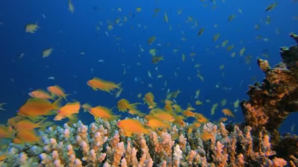 Paisaje submarino de peces naranja — Vídeo de stock