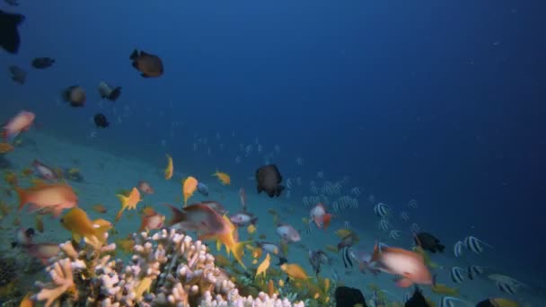 Pesce subacqueo su Vibrant Coral Garden — Video Stock