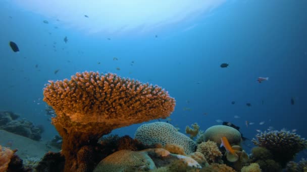 Arrecife de peces submarinos — Vídeo de stock