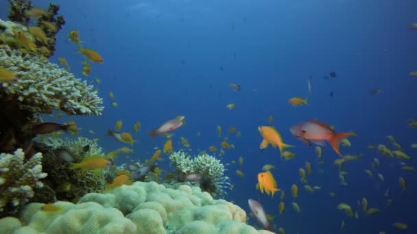 Подводный львино-рыбный цветной риф — стоковое видео