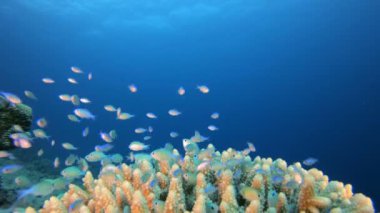 Tropik Sualtı Balıkları