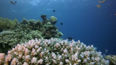 Tropik Sualtı Balıkları