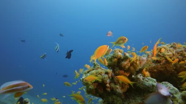 Schöne Unterwasserszene — Stockvideo