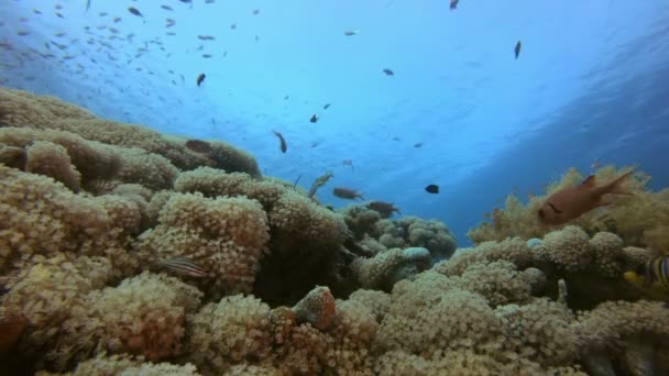 Подводные кораллы и рыба — стоковое видео