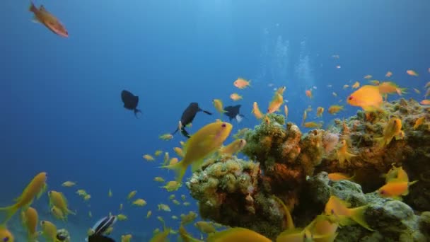 Peces marinos tropicales bajo el agua — Vídeos de Stock