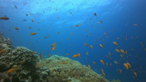 Tropikal Balıklar Deniz Manzarası — Stok video