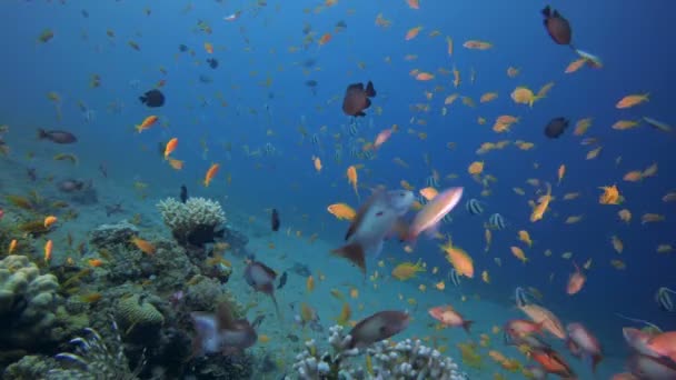 Tropische vissen zeegezicht — Stockvideo