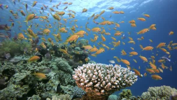 Arrecife de coral de peces tropicales — Vídeo de stock
