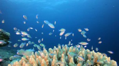 Sualtı Balığı ve Sert Mercan