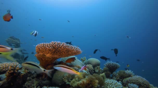 Jardín submarino de peces y coral — Vídeo de stock