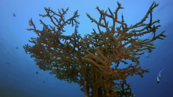 Peixes subaquáticos e jardim de coral — Vídeo de Stock