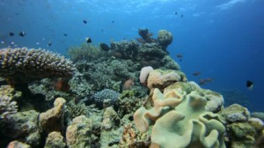 Tropikal Mercan Bahçesi