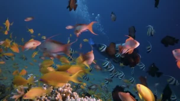 Тропический коралловый сад с дайвером — стоковое видео
